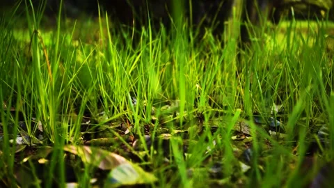 Fresh Green Grass Swaying Gently in the Warm Sunlight of a Spring Meadow Stock Footage 342000335
