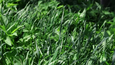 Fresh green grass sways in the wind on a sunny day Stock Footage 154690789