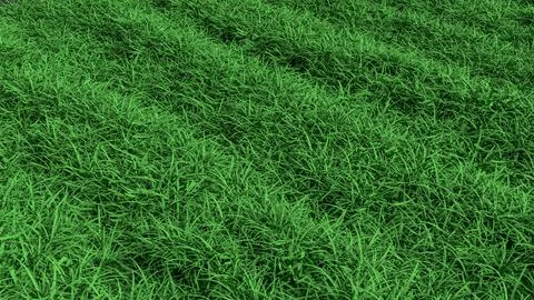 Fresh Green Grass Texture Background for Natural Design 3d render. Stock Illustration
