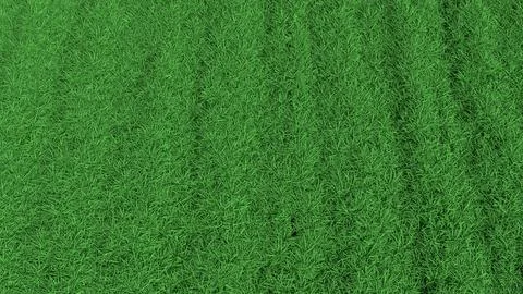 Fresh Green Grass Texture Background for Natural Design 3d render. Illustrazione stock