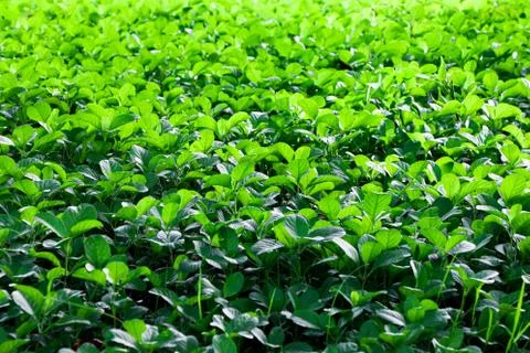 Fresh green grass texture background Stock Photos