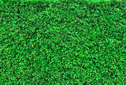 Fresh green grass texture background Stock Photos