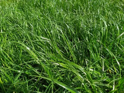 Fresh green grass texture background. Natural lawn meadow pattern Stock Photos