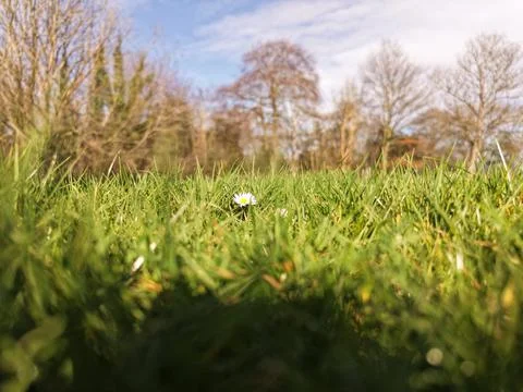 Fresh Green Grass Texture From Ground Level Stock Photos