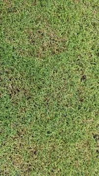Fresh Green Grass Texture Stock Photos