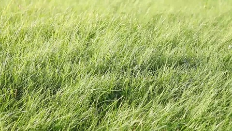 Fresh green grass , texture, small low lawn. A close-up of a lawn flutters in 動画素材 88434603