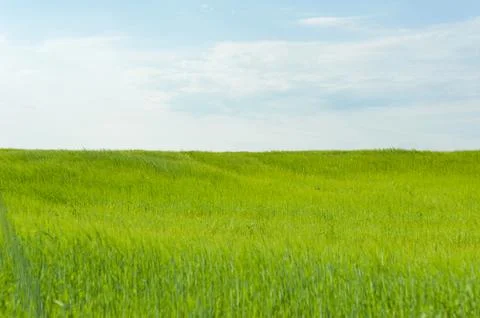 Fresh green grass texture under cloudy sky with copy space Stock Photos
