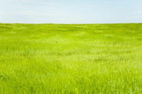 Fresh green grass texture under cloudy sky with copy space Stock Photos