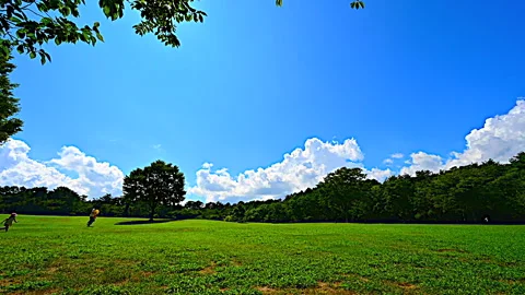 Fresh Green Grass, Trees, Light, Blue Sky, and Clouds Stock-Footage 330680744