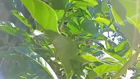 Fresh green ground cherry leaves in the open air. Stock Footage 336974491