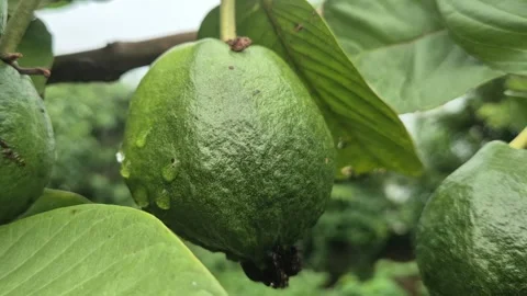 Fresh Green Guava Fruit with Raindrops Close Up Dew Drops on Guava Peel Video Stock Footage 343625816