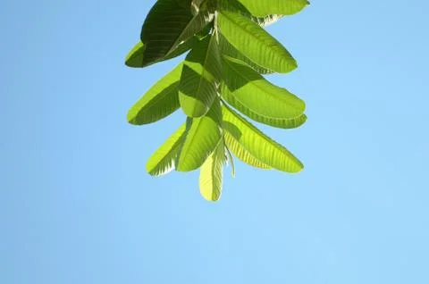 Fresh Green Guava Leaves With Clear Blue Sky Background. Stock Photos
