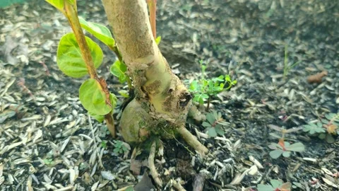 Fresh green guava leaves Stock Footage 225620341