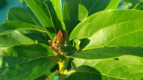 Fresh green guava leaves Stock Footage 225624735