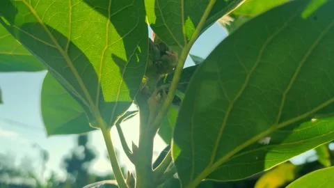 Fresh green guava leaves Stock Footage 225625448