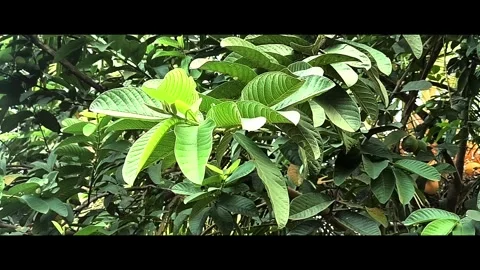 Fresh Green Guava Leaves on a Tree Branch Stock Footage 338433387