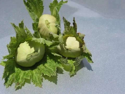 Fresh green hazelnuts on glittering background just hand picked from the tree Stock Photos