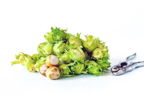 Fresh green hazelnuts Stock Photos