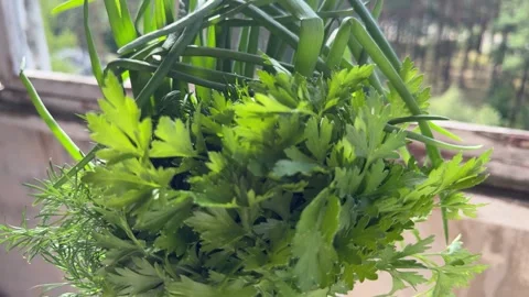 Fresh green herbs bundle with parsley, dill and green onions by window Stock Footage 345327334