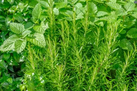 Fresh green herbs (mint, rosemary, basil) in garden. Stock Photos