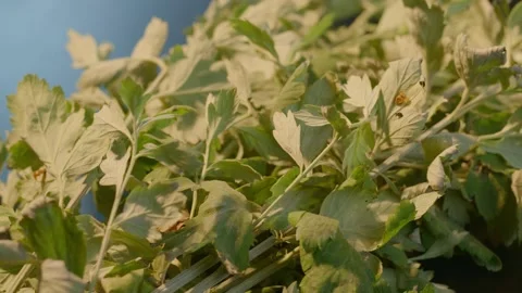 Fresh Green Herbs Piled on Blue Surface, Close-up Shot Видео 336562659