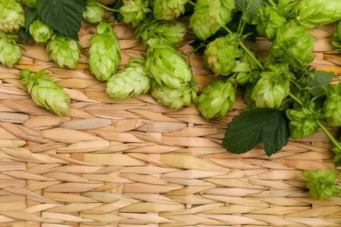 Fresh green hops and leaves on wicker mat, flat lay. Space for text Stock Photos