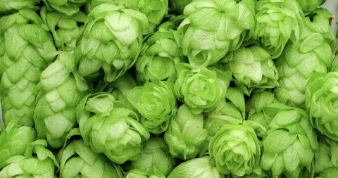 Fresh green hops. Close up. 스톡 동영상 253163372