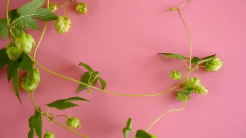 Fresh green hops forming decorative frame on pink background Stock Footage 345336783