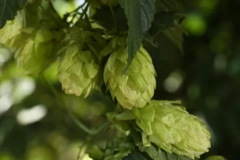 Fresh green hops growing on branch outdoors, closeup Stock Photos