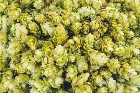 Fresh green hops.  Texture. Background. Close-up. Stock Photos