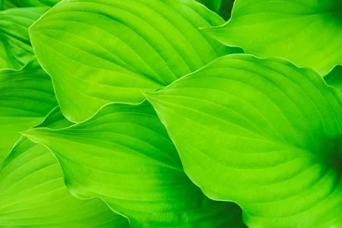 Fresh green Hosta leaves Stock Photos