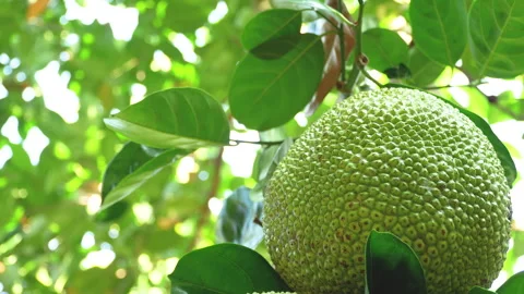 Fresh Green Jackfruit Hanging on Tree in Vietnam Orchard Stock Footage 326322113