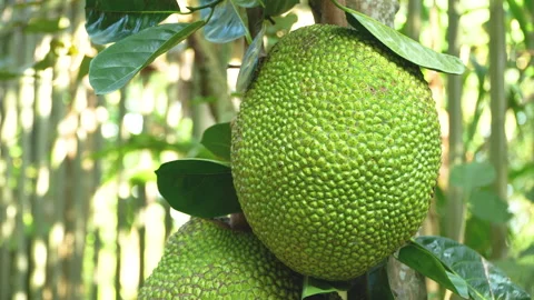 Fresh Green Jackfruit Hanging on Tree in Vietnam Orchard Stock-Footage 326329080