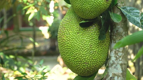 Fresh Green Jackfruit Hanging on Tree in Vietnam Orchard Stock Footage 326329389