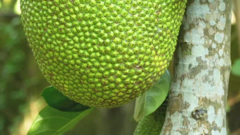 Fresh Green Jackfruit On Tree In Tropical Vietnam Orchard Stock Footage 326322726