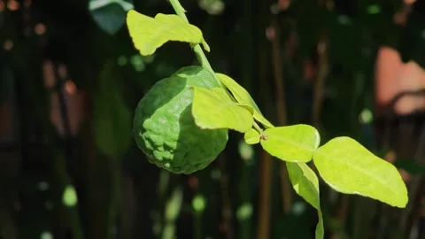 Fresh green kaffir lime fruit growing on branch on tree. Stock Footage 339204493