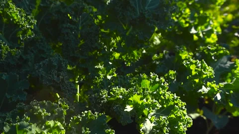 Fresh green kale cabbage leaves growing in a sunny garden Stock Footage 345479528