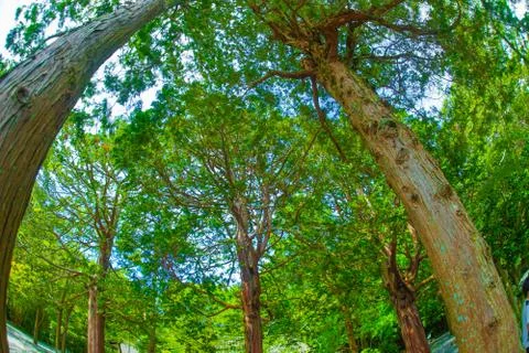 Fresh green of a large tree and a sunny sky Stock Photos