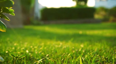 Fresh green lawn in evening light Stock Footage
