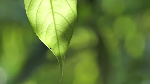 Fresh green leaf background with nature, fresh leaves Close up Stock Footage 140751121