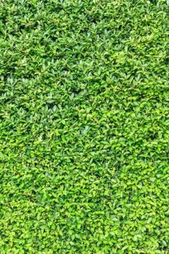 Fresh green leaf background 스톡 사진