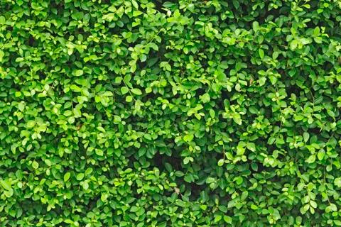 Fresh green leaf background Stock Photos