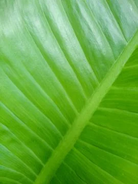 Fresh green leaf for background Stock Photos