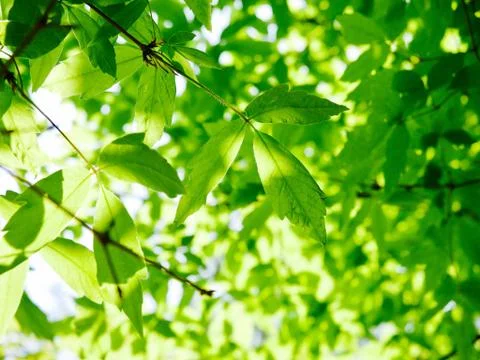 Fresh green leaf background Stock Photos