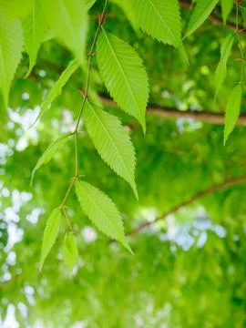 Fresh green leaf background Stock Photos