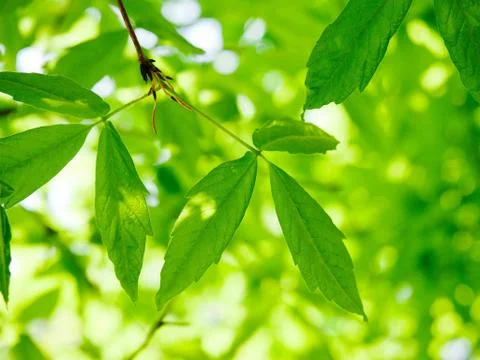 Fresh green leaf background Stock Photos