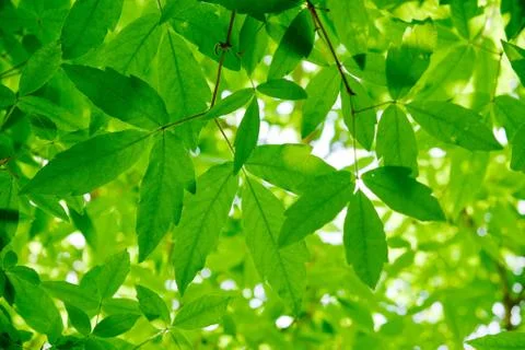 Fresh green leaf background Stock Photos