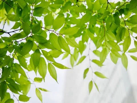 Fresh green leaf background Stock Photos