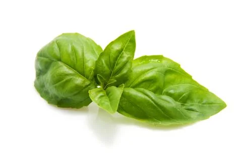 Fresh green leaf of basil Stock Photos