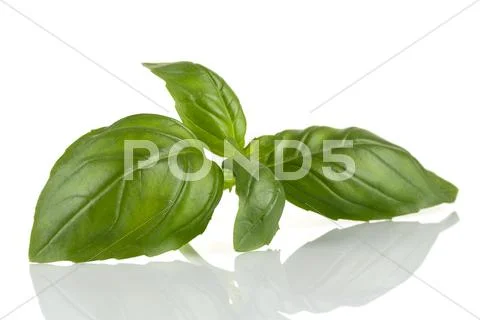 Fresh green leaf basil Stock Photos
